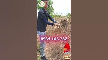 Diệt cỏ CỰC MẠNH - Không hại đất không hại cây trồng