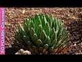 10 Tipos Increíbles de Agaves