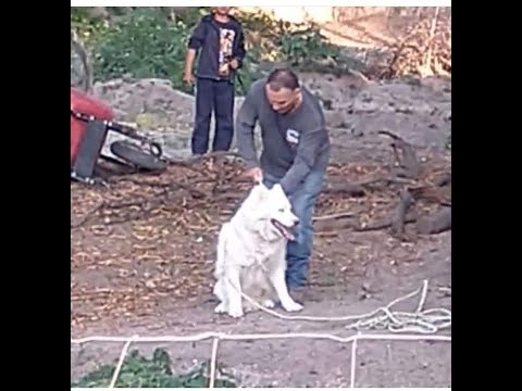 La muerte de Alpha, el perrito Husky que fue retenido por un hombre en San Miguel de Allende