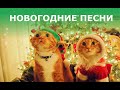 Кайфуши Вам в Уши 🎧🎄 ОБЗОР НОВОГОДНИХ ПЕСЕН🎄 20 НОВОГОДНИХ ПЕСЕН ЗА 3 МИНУТЫ ❄