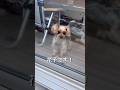 やる気は認めるけどw #チャオカーネ #チャオっ子 #ヨークシャーテリア #ヨーキー