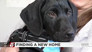 Local rescue dogs featured in Puppy Bowl looking to find new homes