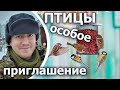 Как привлечь птиц в кормушки?