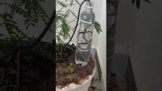 The easiest way to make a homemade drip irrigation system ll DIY home drip irrigation system