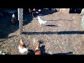 Primer huevo de las gallinas ponedoras Leghorn