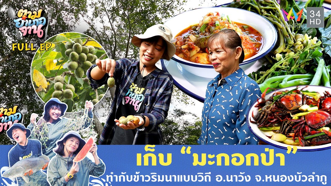 เก็บ “มะกอกป่า” ทำกับข้าวริมนาแบบวิถี อ.นาวัง จ.หนองบัวลำภู  | ตามอำเภอจาน | 24 ธ.ค. 67 Full EP