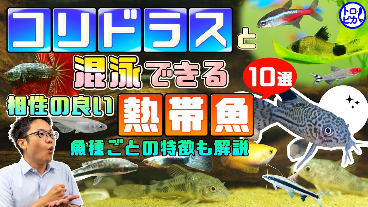 最大53 オフ 熱帯魚 カージナルテトラ 北海道 １０匹 パレアタス 沖縄航空便要保温