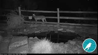 Mountain Lion Visit