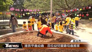 搶救甲蟲幼蟲 百位幼兒替雞母蟲搬家│T-NEWS聯播網