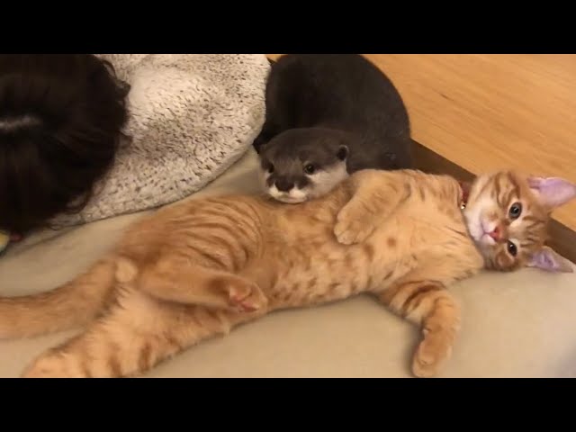 カワウソさくら 夜も更けて眠りに入ろうとする3匹 Otters, kittens and their owners trying to sleep
