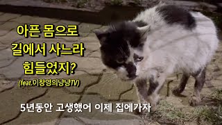 산책로에 있던 길냥이 구조했어요.