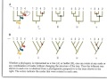 Interpreting Phylogenetic Trees and Their Significance in Evolutionary Relationships