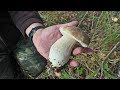 Огромные белые грибы в Подмосковье Октябрь 2018