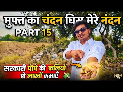 इस सरकारी पेड़ की फलियों से लाखों का मुनाफा 🤯🤯।। मुफ्त का चंदन घिस मेरे नंदन 😅 (PART -15) ।।