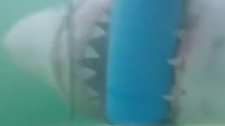 Акула проникла в клетку к дайверу