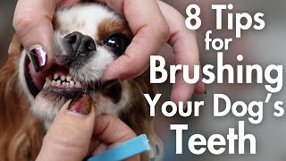 8 Tips for Brushing Your Dog's Teeth At Home | Pet Parent Dog Grooming Tutorial