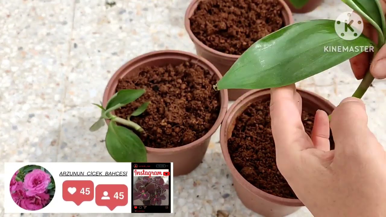 #Ahtopot Çiçeği #Aynalı Telgraf Çiçeği Nasıl Çoğaltılır #