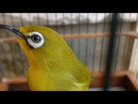 Suara Pleci Pacitan pleci pacitan ngecall | suara panggilan pleci dakun pacitan ori - YouTube