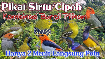 Suara Pikat Sirtu/Cipoh Kombinasi Suara Burcil Sogon, Kemade, Prenjak
