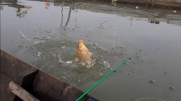 Câu cá sông tiền,ngày câu cá may mắn dính toàn hàng ngon