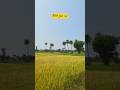 राजस्थान में केरल वाला फील 🌴 | Coconut Trees & Rice Fields | Hidden Beauty of Rajasthan"