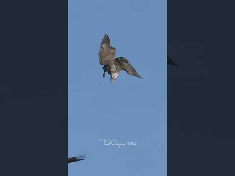 Bald Eagle’s Epic miss to catch a fish in the air #birdsofyoutube #birdlover #wildlife #birdsofprey