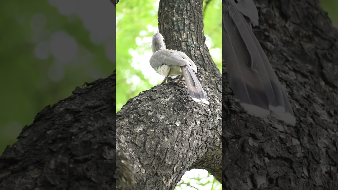 Indian grey hornbill bird. 