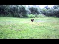 Field Spaniel Master Hunt Drills の動画、YouTube動画。