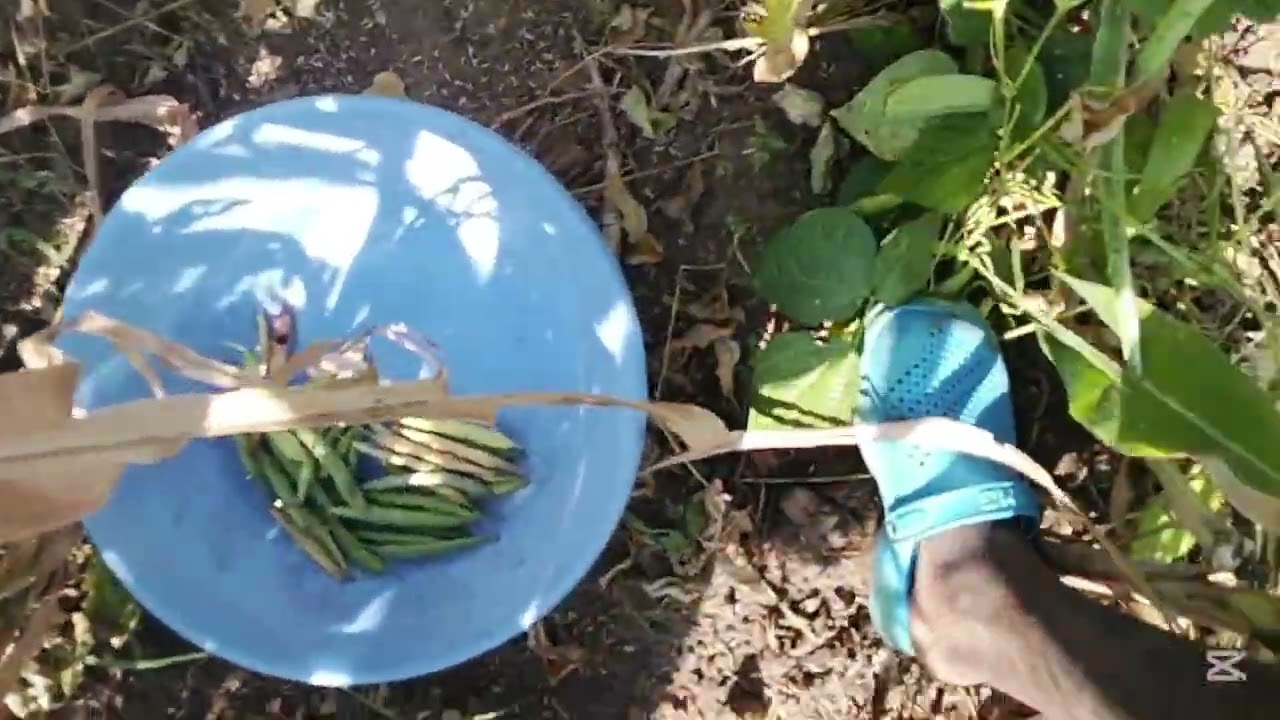 WHAT A DAY 😱😱😱😱 JUST WATCH FULL PEELING  BEANS