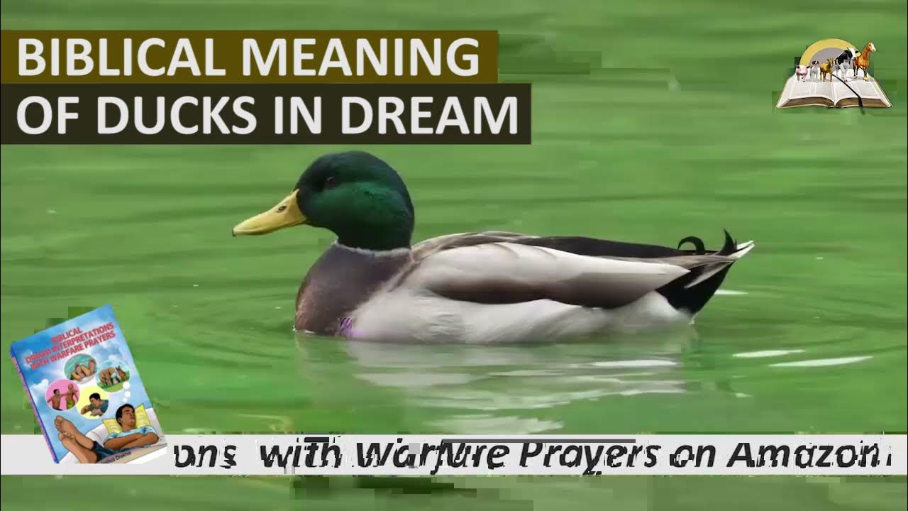Biblical Meaning of DUCK in Dream - Spiritual Dream About Ducks - YouTube