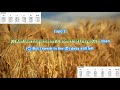 Fields of Gold (capo 2) by Eva Cassidy  play along with scrolling guitar chords and lyrics