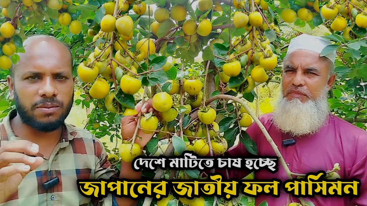 যশোরের মাটিতে চাষ হচ্ছে জাপানের জাতীয় ফল পার্সিমন।  পার্সিমন ফলের চাষ প'দ্ধতি।
