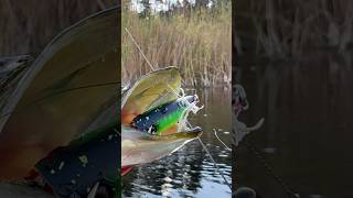 👁️🗨️ ЩУКА на ПОППЕР ✅ Дивись Повне Відео 😉 #shorts #fishing #рибалка #поппер