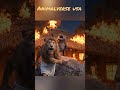 Lion honeymoon!! #shorts #ytshorts #animalverse #funny