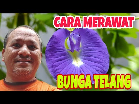 Video: Gardenia Melati (47 Foto): Merawat Bunga Dalaman Di Rumah. Mengapa Daun Tanaman Menjadi Hitam? Pemindahan Dan Pembiakan Dengan Keratan