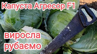 Капуста Агресор F1 обробляли, доглядали, рубаємо, пиляємо 🥬