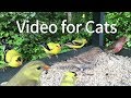 Video for Cats to Watch: Little Birds Party of West Canada