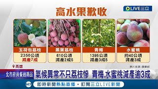 氣候異常高雄玉荷包減7成 青梅.水蜜桃損逾3成 高溫乾旱致災! 數百棵荔枝樹幾乎打水漂│記者 吳繢杉 胡時瑛│【LIVE大現場】20240412│三立新聞台