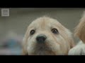 CUTE! Puppy Guide Dog Training | Earth Unplugged