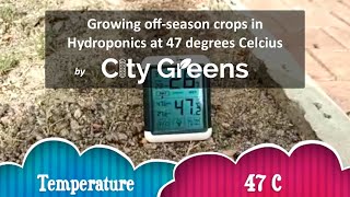 Growing off season crops in Hydroponics in hot weather.