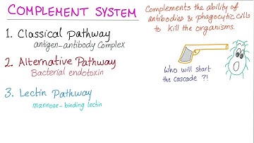 Alternative Complement Pathway