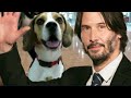 John wicks  beagle dog daisy  lookalike spotted in paris 15052023 keanu reeves would love her