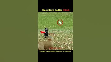 “Dog vs Cat Chase Caught on Camera | Incredible Reflexes!” #animalfacts#wildlife#Trendingshorts