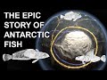 Antarctic toothfish in  an ocean of change