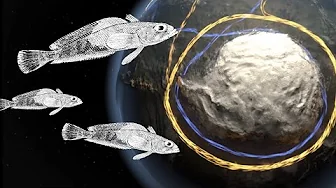 The EPIC Story of Antarctic Toothfish