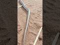 A Snake in Motion #snake #nature