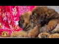 Щенки тибетского мастифа | TIBETAN MASTIFF PUPPIES CHINESE BLOOD