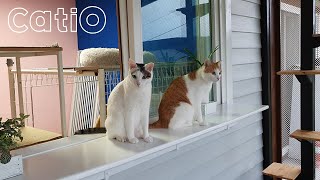Opening the Catio: Window Opened for the First Time in a Year
