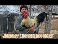 Grey trio jeremy chandler  juan santos farm visit beautiful birds