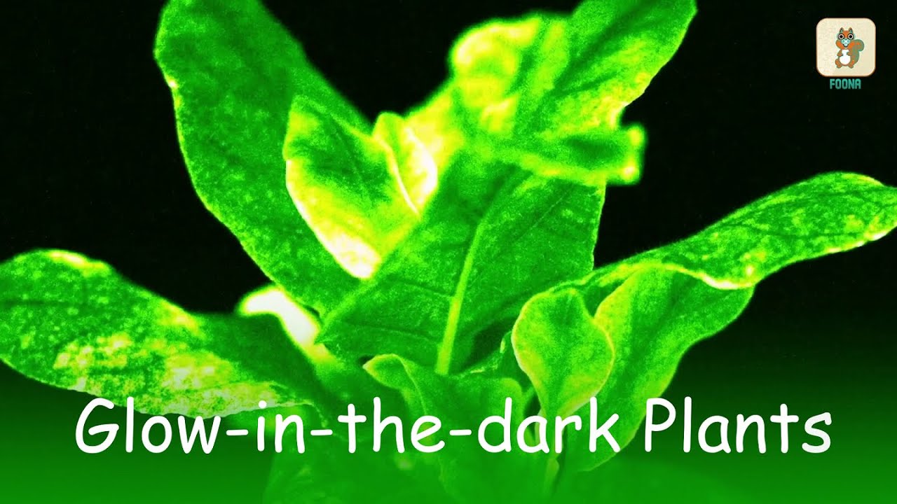 Glowinthedark Plants Bioluminescence Living Things That Glow Planta Current Affairs